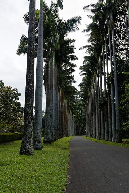 Kandy-Botanical garden-057